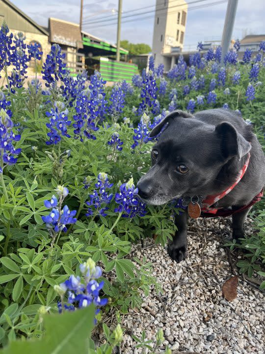 Ryah smelling the bluebonnet flowers (Courtesy: Ciara Ruiz)