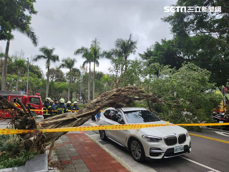 路樹倒塌砸中BMW。（圖／翻攝畫面）