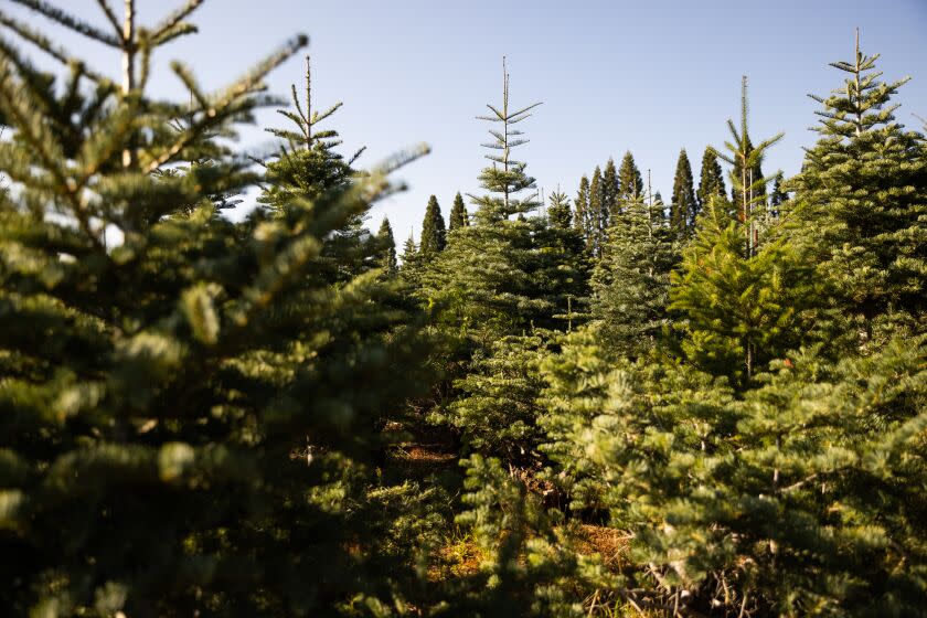 McGee's Christmas Tree Farm in Placerville, California, September 5, 2021. (Max Whittaker / For The Times)