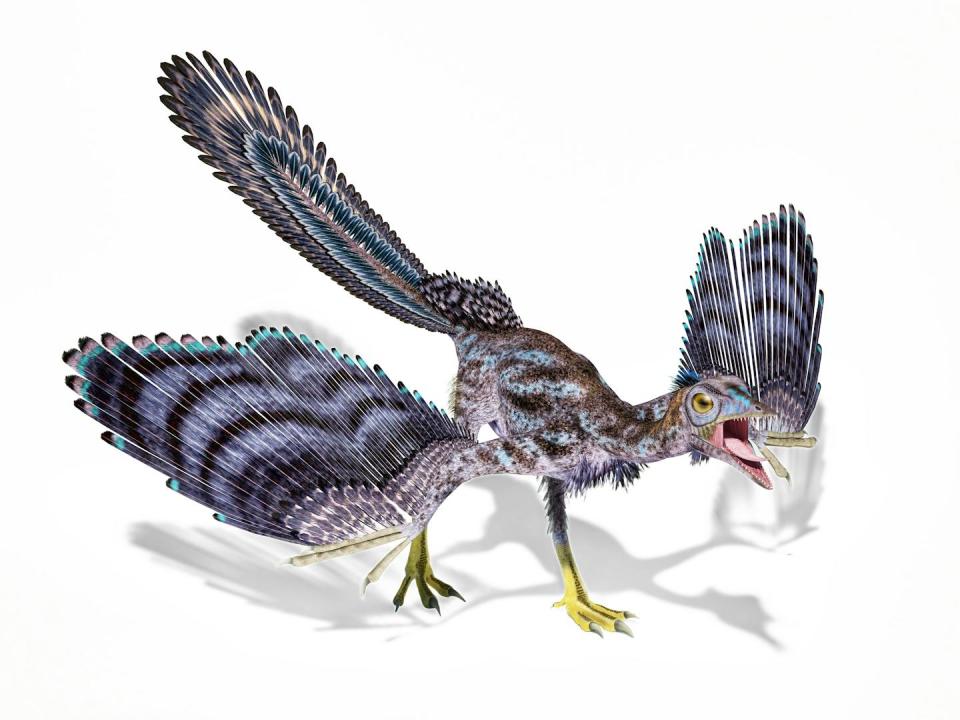 Against a white background stands a bird-like dinosaur, with multicolored wings and an open mouth displaying sharp, razorlike teeth.