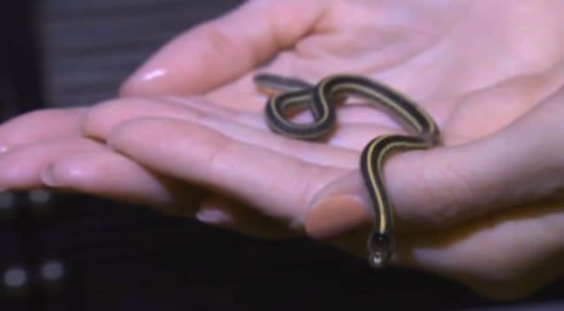 The smallest snake was found to be just 23cm long. Photo: Supplied