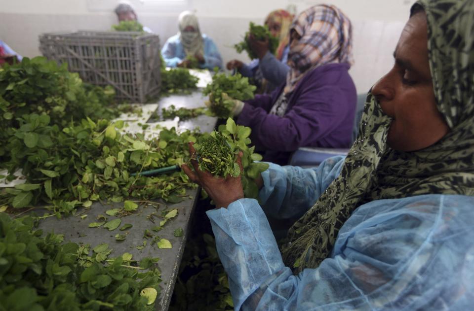 In this Sunday, Feb. 2, 2014 photo, Palestinian women sort mint at a farm in al-Qarara, Gaza Strip. Israel bars virtually all exports from Gaza, as part of punitive policies against the territory’s ruling Islamic militant group Hamas, but makes an exception for some fresh produce, allowing export abroad, but not to Israel and the West Bank, traditionally Gaza's main market. Israel has cited security reasons for its export restrictions, but critics say that once goods are allowed out of Gaza after having undergone security checks, there's no reason to limit the destinations they can be sent to. (AP Photo/Hatem Moussa)