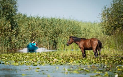 See the wild horses of the Danube Delta - Credit: iStock