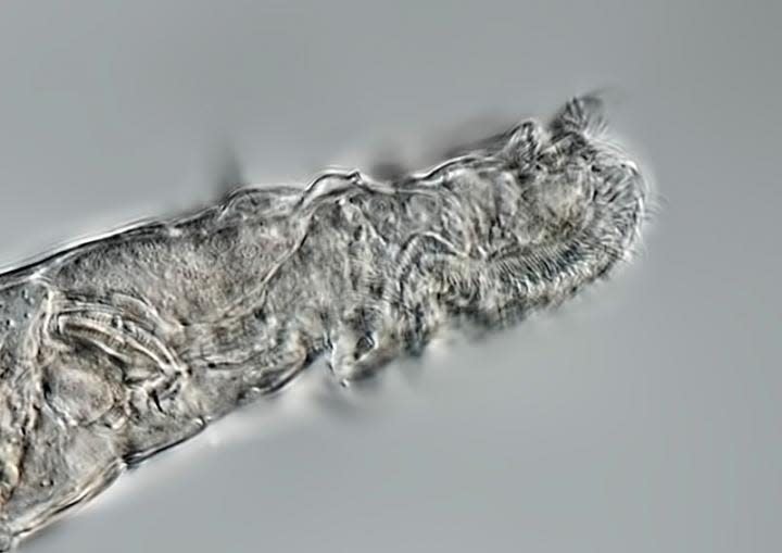 The bdelloid rotifers, a microscopic animal found in northeastern Siberia.