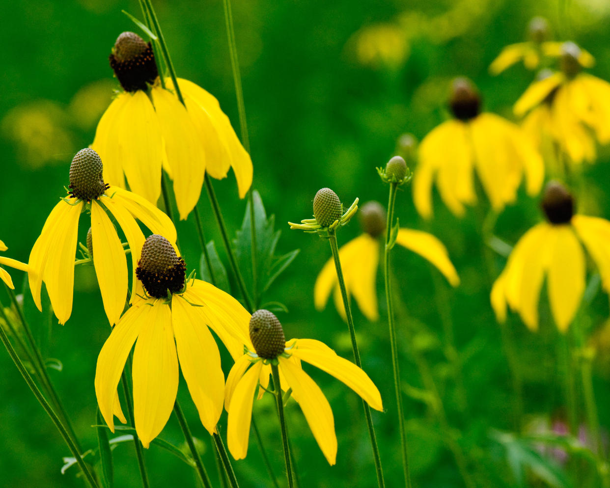 Prairie Coneflower flowers (Ratibida pinnata)