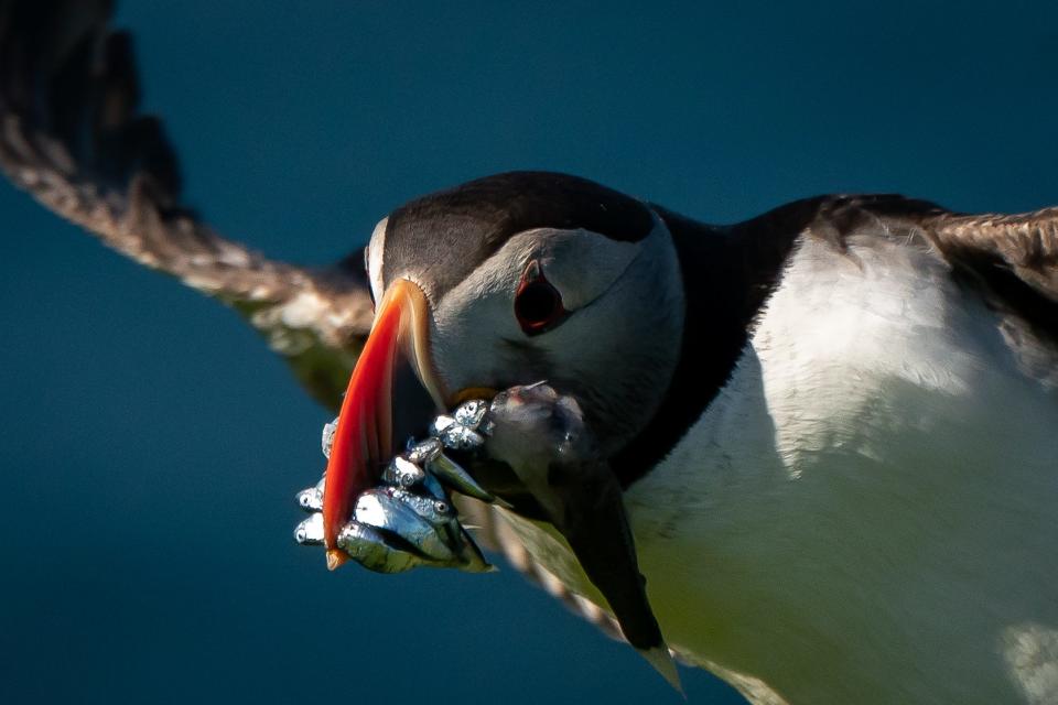 A puffin is seen with a freshly caught fish in its beak on the cliffs of Heimaey island, Iceland.