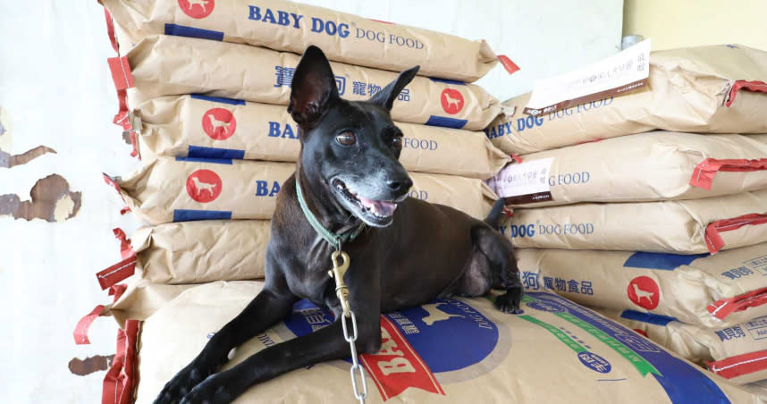 狗狗開心地趴在堆疊好的飼料上，期盼這份接力延續的愛能減輕狗園飼養負擔，守護浪浪食足幸福。（圖／道家人文協會提供）