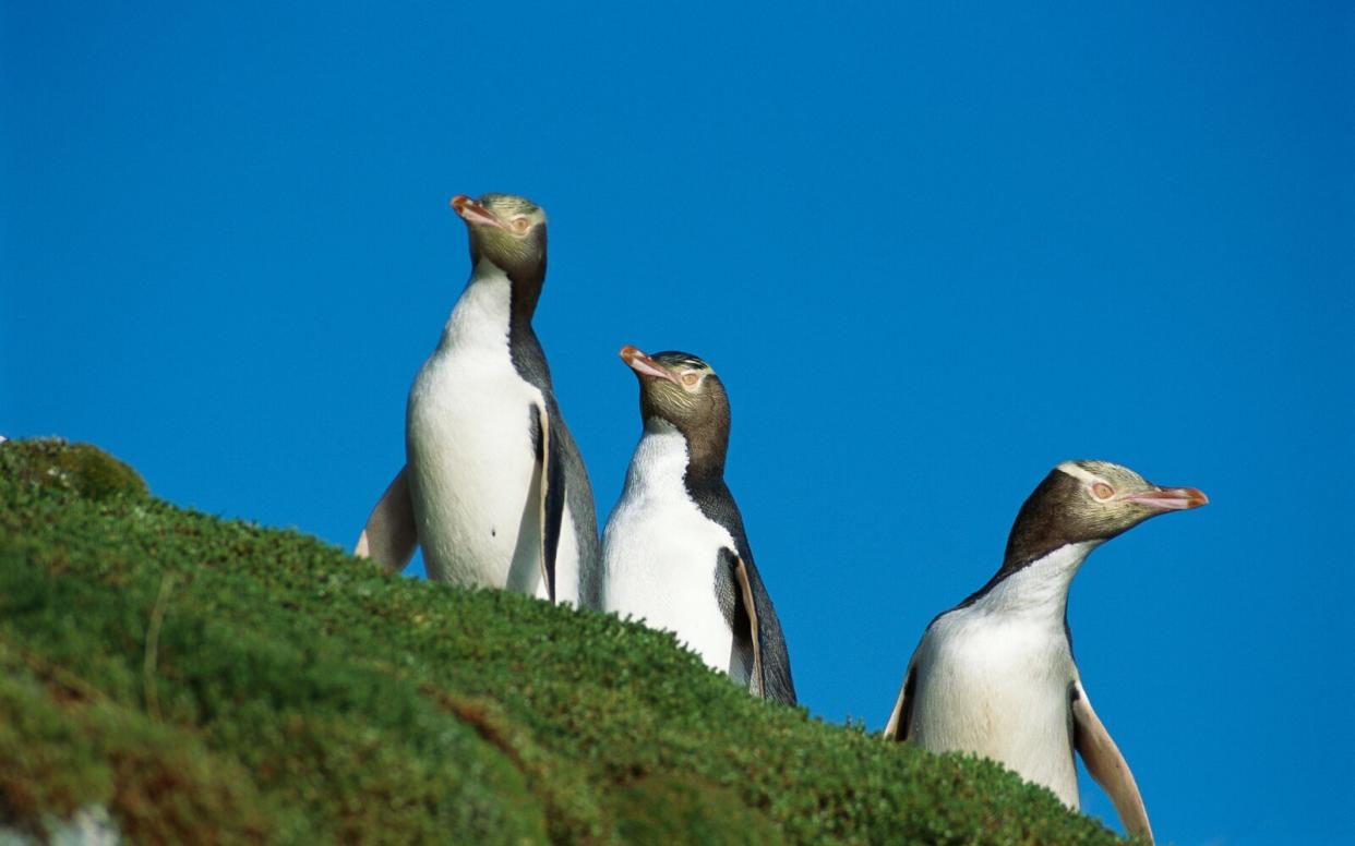 New Zealand yellow eyed penguin