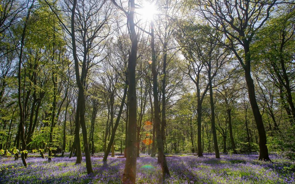 Chalet Wood - Getty