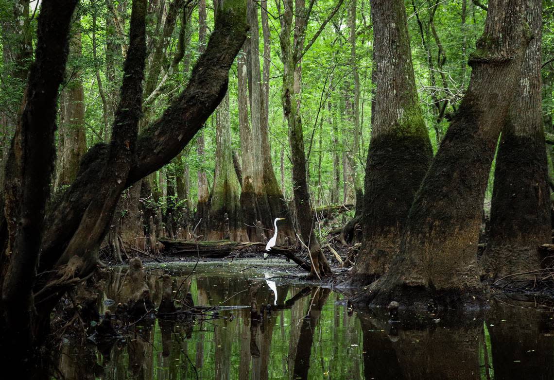 An egret pauses in its hunt to eye a kayaker passing through its quiet corner of the Edisto River swamp. The rare and natural beauty of the Edisto River the the ACE Basin are home to hundreds of species of migrating and year-round birds and waterfowl.