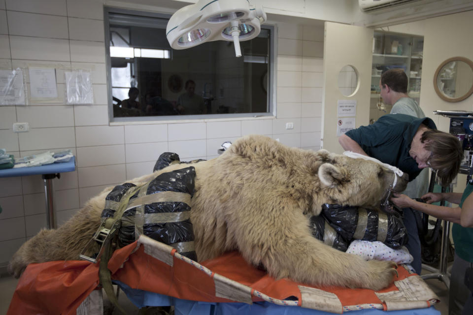 Mango, a 19-year-old male Syrian brown bear, rests on a bed as zoo veterinarians and staff prepare him for surgery in the Ramat Gan Zoological Center's animal hospital near Tel Aviv, Israel, Wednesday, May 7, 2014. The 250 kilogram (550 pound) Syrian brown bear is going into surgery to repair a herniated disc in his back after it was discovered in an x-ray, said Sagit Horowitz, the zoological center spokeswoman. (AP Photo/Ariel Schalit)