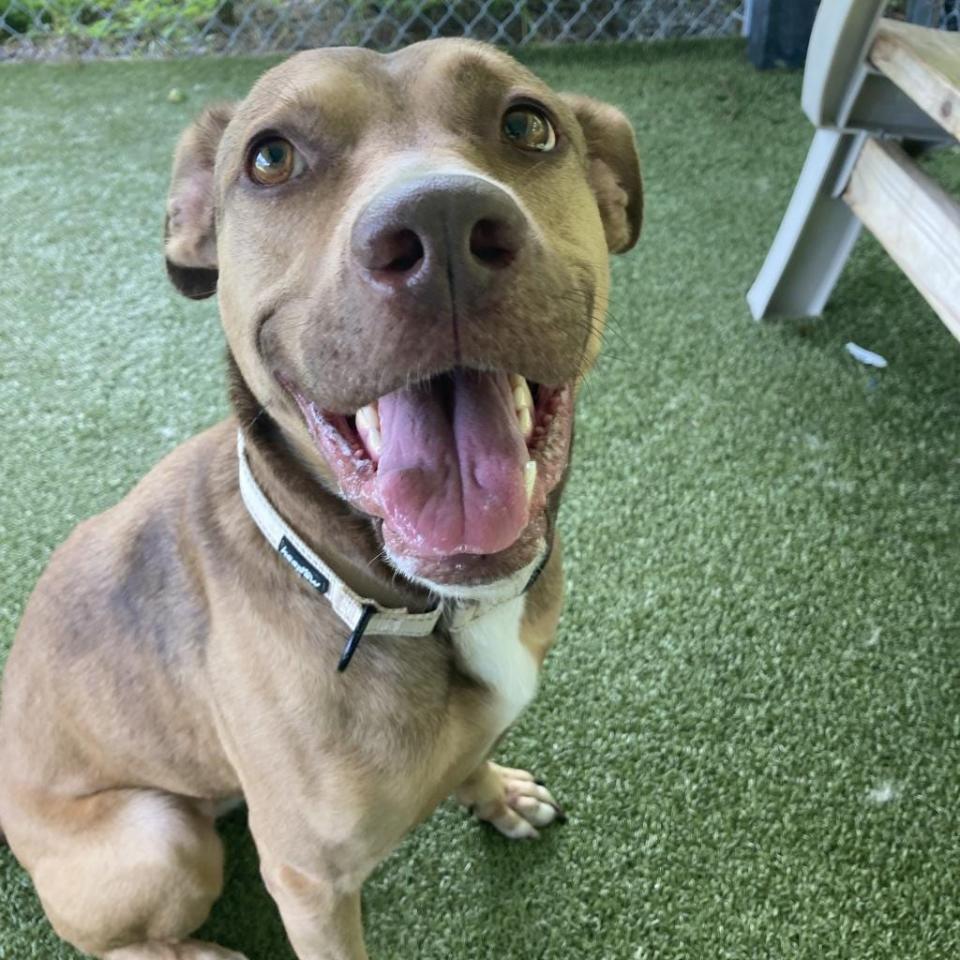 Sally is a 2-year-old brown and white Labrador Retriever mix who loves to play all day. She has a strong prey drive and lots of energy. If you love water, then Sally is your girl. She is hoping for a home with older children who will teach her new tricks.