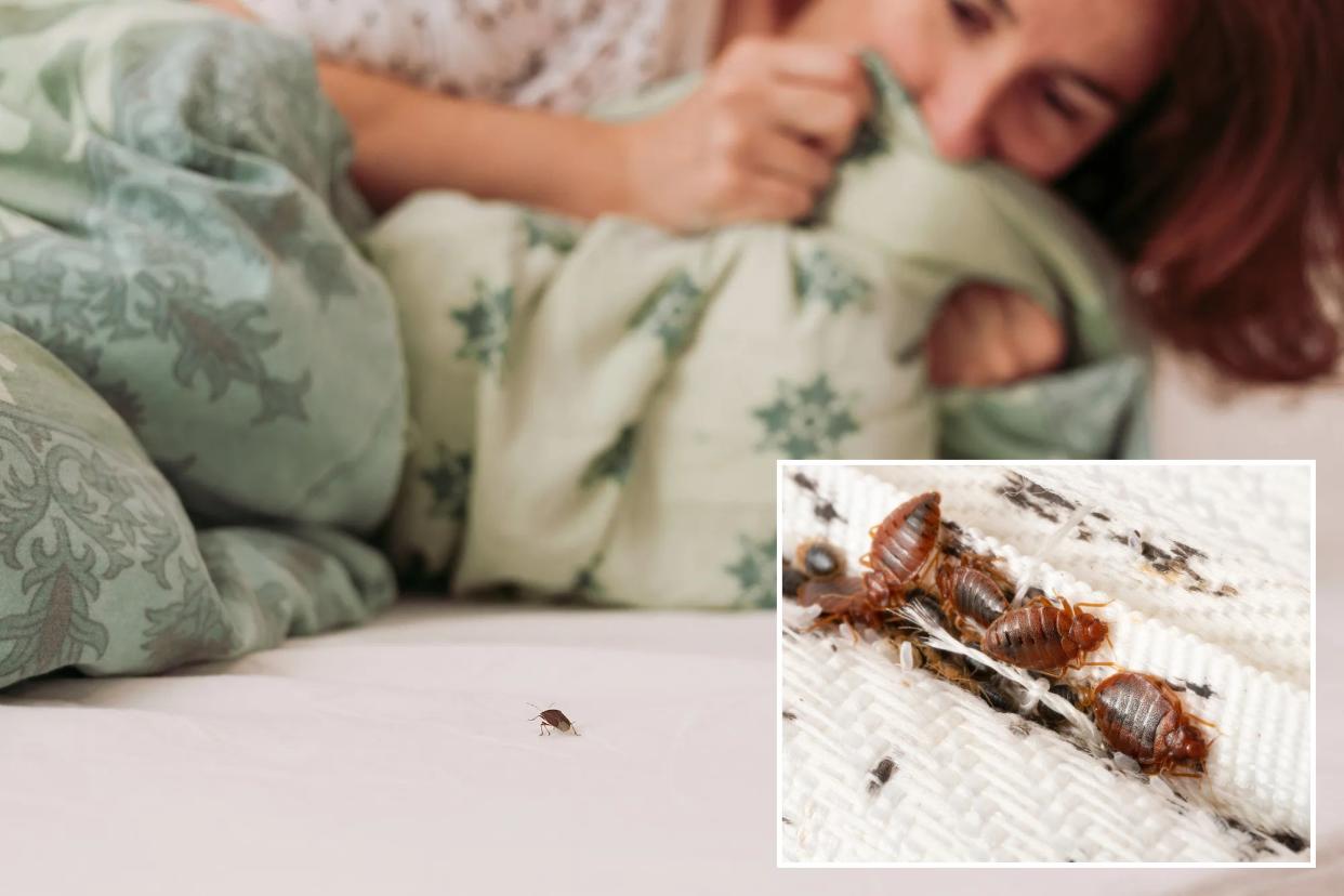 A bed bug on a blanket.