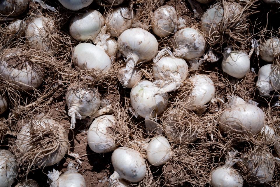 Organic onion harvest at Hawk Farms east of Holtville, California, on May 18, 2022.