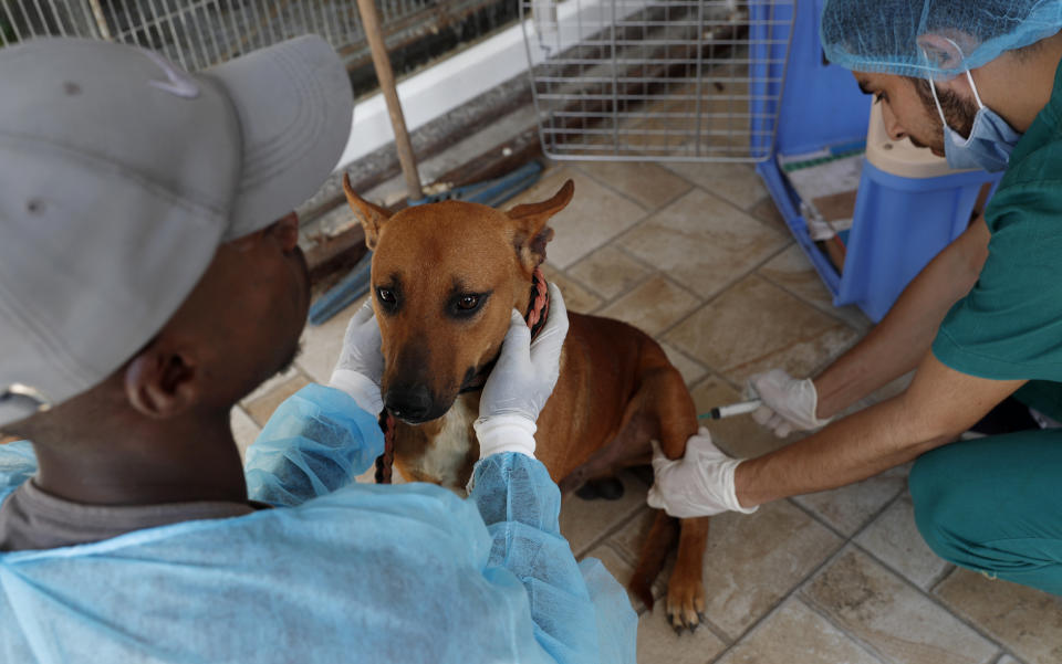 Palestinian veterinarian injects anesthetic for a neutering surgery at a clinic in Gaza City, Monday, July 13, 2020. In the impoverished Gaza Strip, where most people struggle to make ends meet amid a crippling blockade, the suffering of stray dogs and cats often goes unnoticed. (AP Photo/Adel Hana)