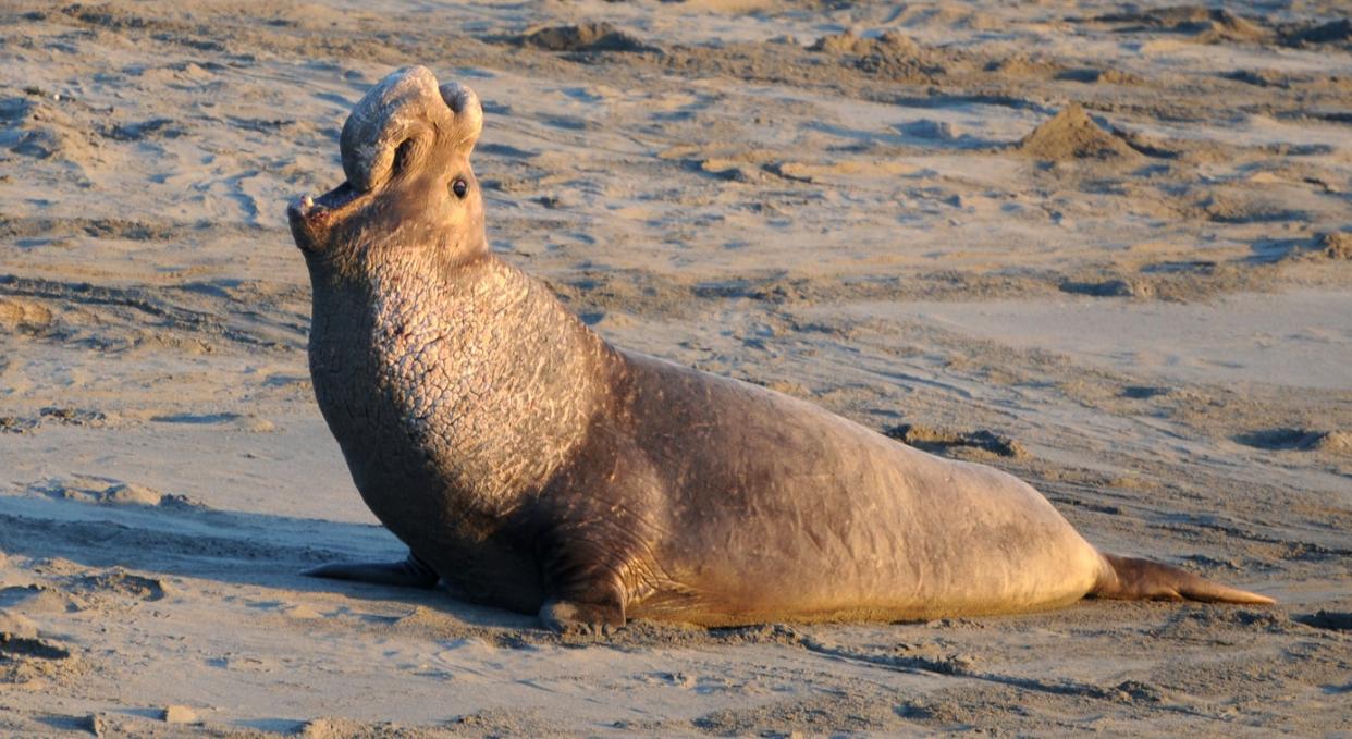 <p>Northern elephant seals are protected under federal law</p> (Getty Images/iStockphoto)