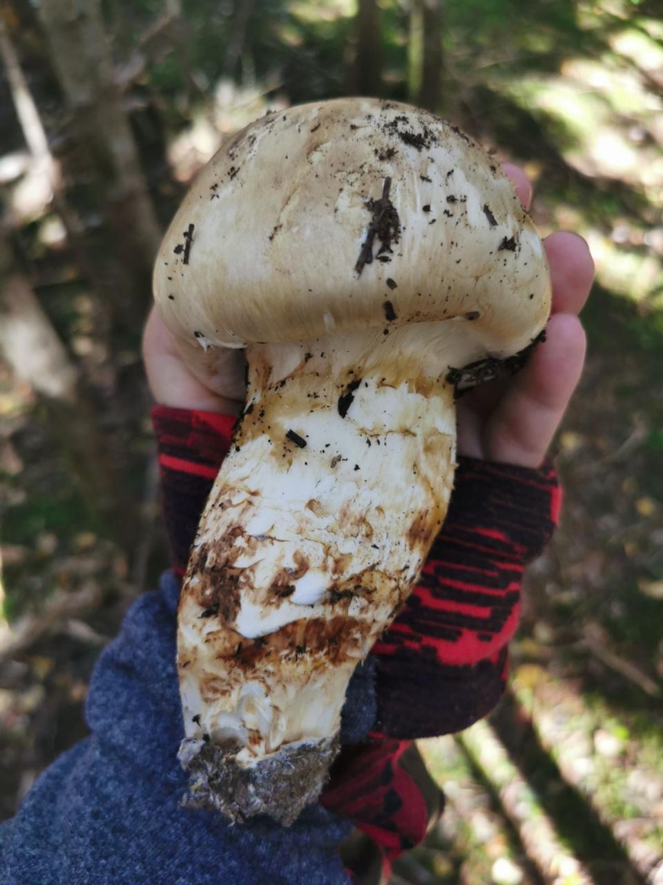 A large matsutake mushroom found last year by Jessika Gauvin, who said they smell like cinnamon. 