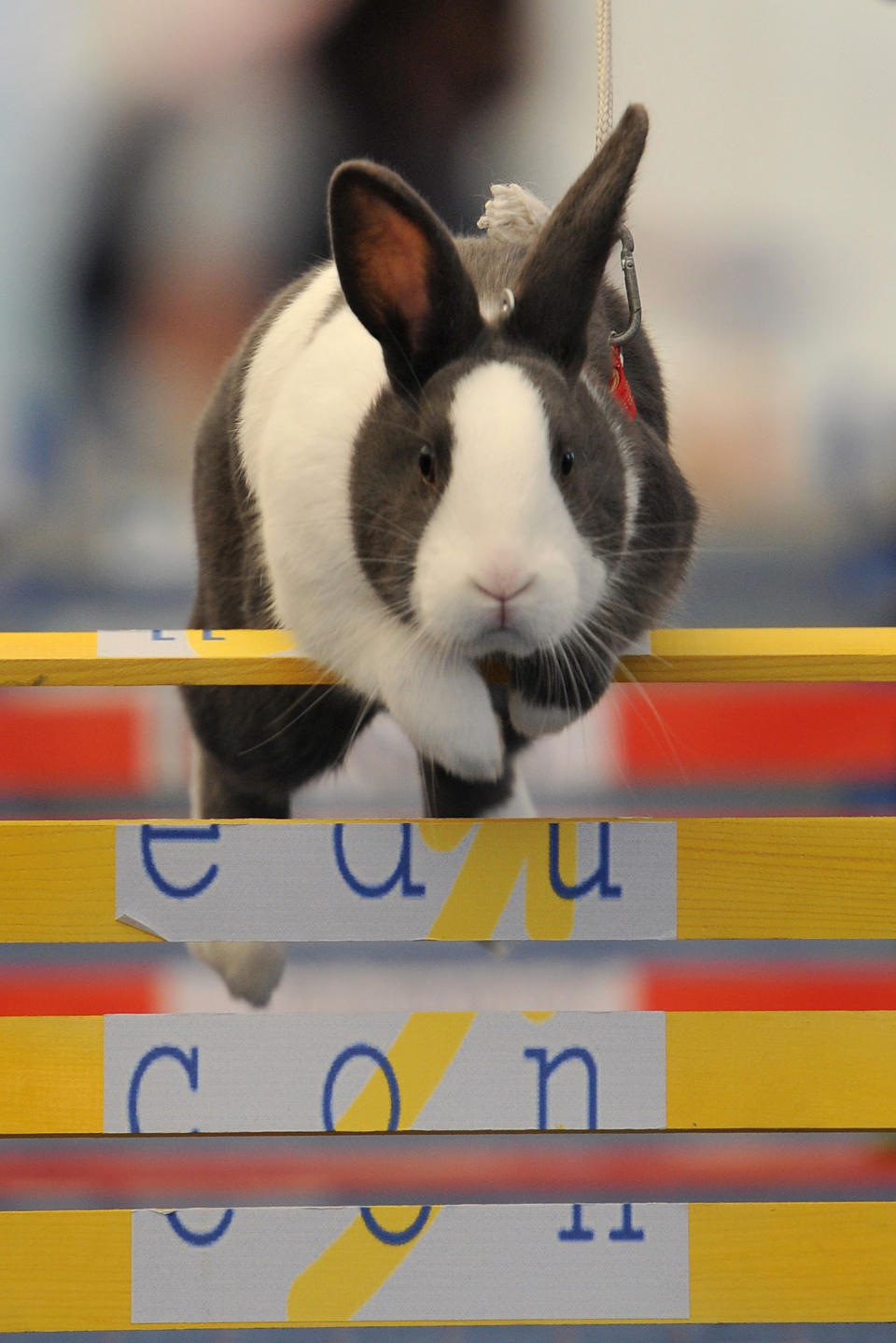 First European Rabbit Hopping Championships