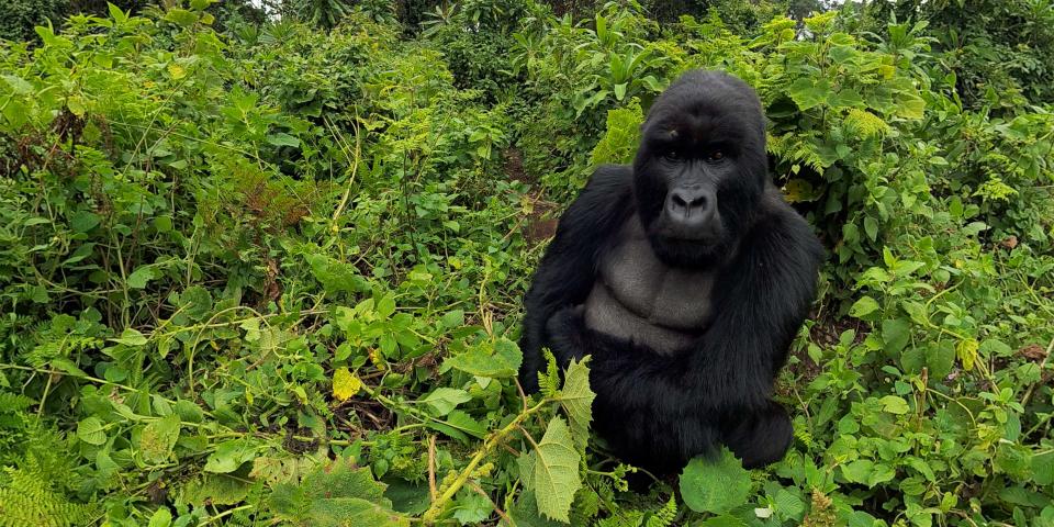 The lives of a family of mountain gorillas are featured in Immotion's Gorilla Trek, a virtual reality experience at the Milwaukee County Zoo.