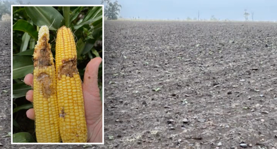 A barren crop behind an inset of corn that has been eaten by fall armyworm. 