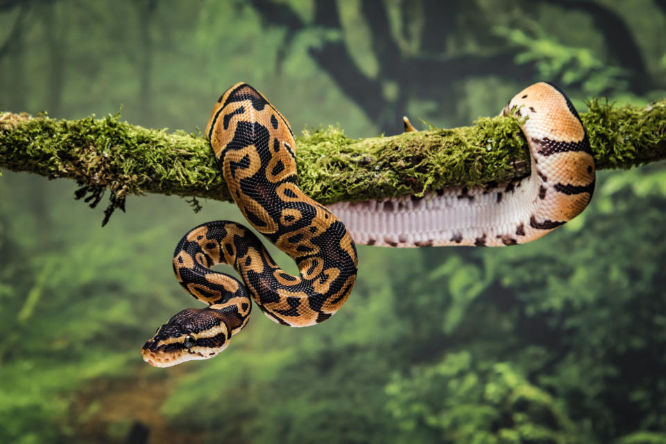 A python coiled around a branch