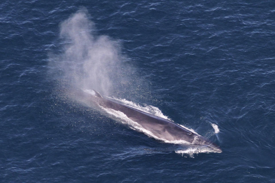 This image provided by NOAA, shows a rare sei whale visiting the waters off New England on May 25, 2024. Scientists say a large number of whales is visiting the waters off New England, and the group includes an unusually high number of an endangered species. (NOAA via AP)