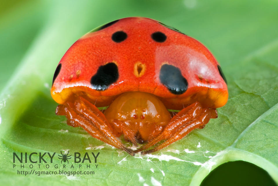 Ladybird Mimic  Macro <a href="http://www.flickr.com/photos/nickadel/sets/72157634212989544/">spider images </a>by <a href="http://sgmacro.blogspot.com/">Nicky Bay</a>