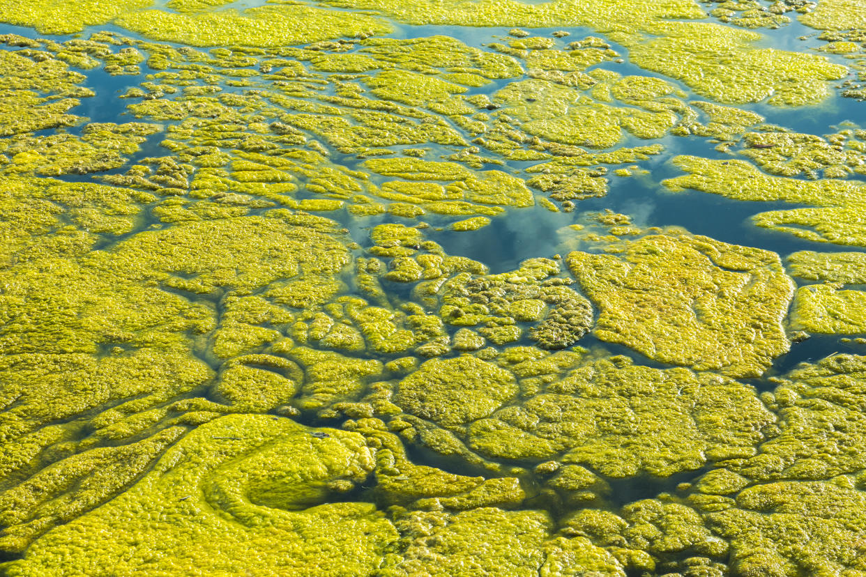 A green-algae bloom