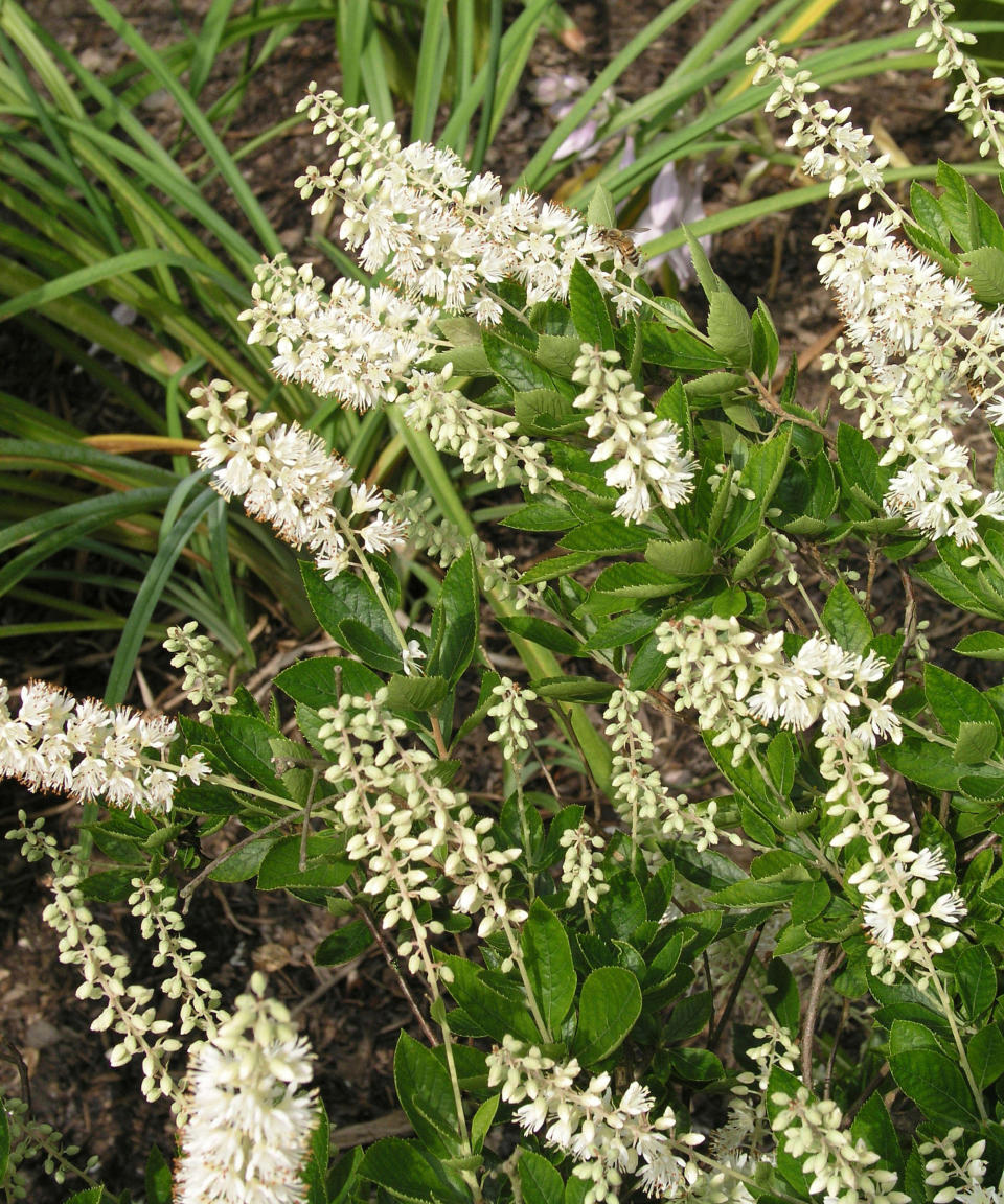 plants for wet soil Clethra Alnifolia Hummingbird growing in garden