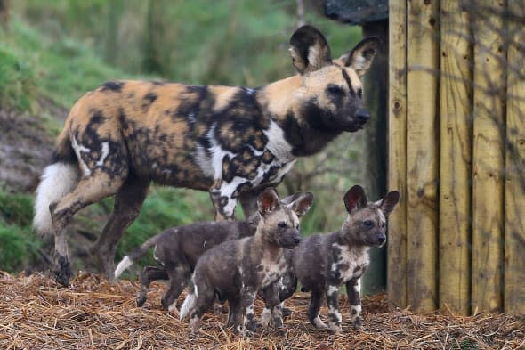 Endangered painted dogs make their park debut (very cute pics)