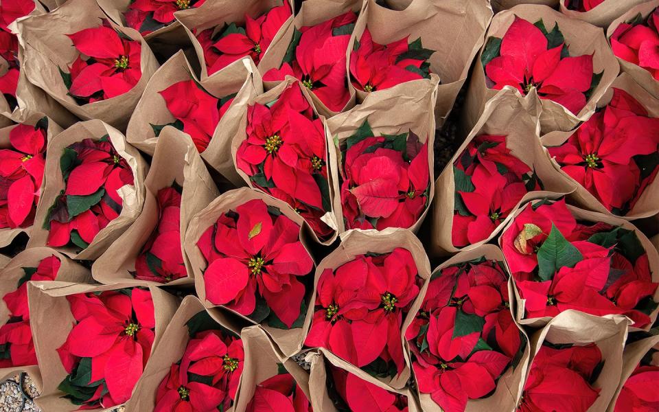 poinsettias care and grouping of red plants