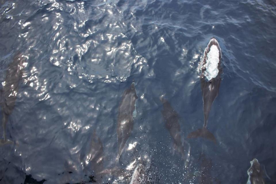 Pacific white-sided and Northern right whale dolphins swim under the bow of a NOAA research boat in the Pacific Ocean near the Morro Bay offshore wind energy area on March 12, 2023. Mackenzie Shuman/mshuman@thetribunenews.com