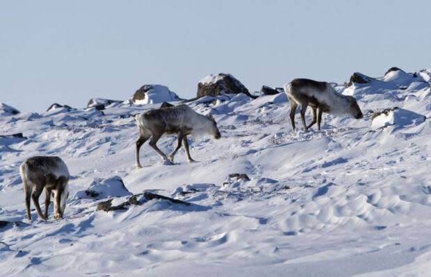 Wild caribou are seen near the Meadowbank Gold Mine in Nunavut in 2009. The N.W.T. Species at Risk Committee announced Tuesday it was changing its assessment process of species at risk.  (Nathan Denette/The Canadian Press - image credit)