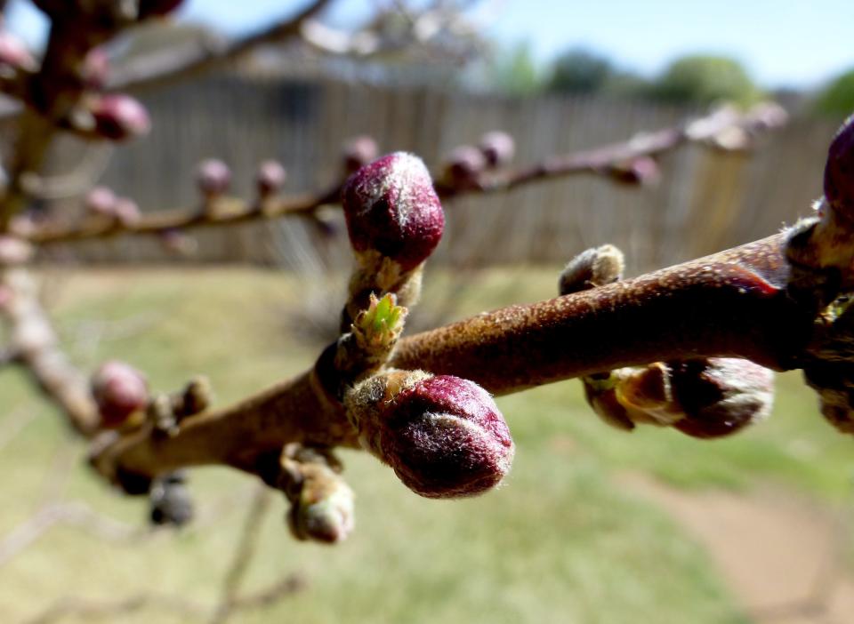 Buds are beginning to swell and show the pink blossom color of this peach tree. Due to a perfect storm of plant hormones and warm January temperatures buds are breaking dormancy.