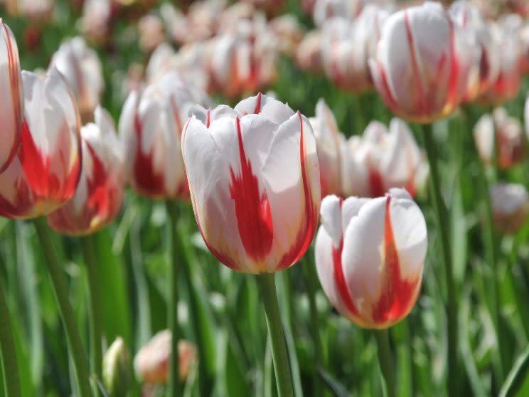 The official tulip for Canada’s 150th anniversary has been unveiled. Photo from The National Capital Commission (NCC).