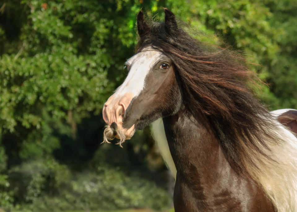 GJK7AF Gypsy Vanner Horse mare sporting extreme mustache