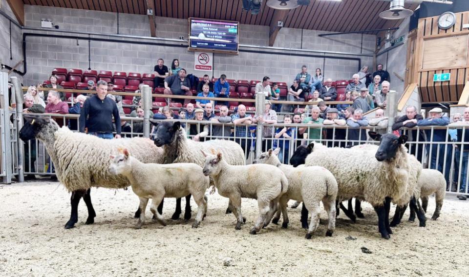 Craven Herald: The Wood family’s 1st prize Suffolk hoggs with lambs in the Skipton sale ring