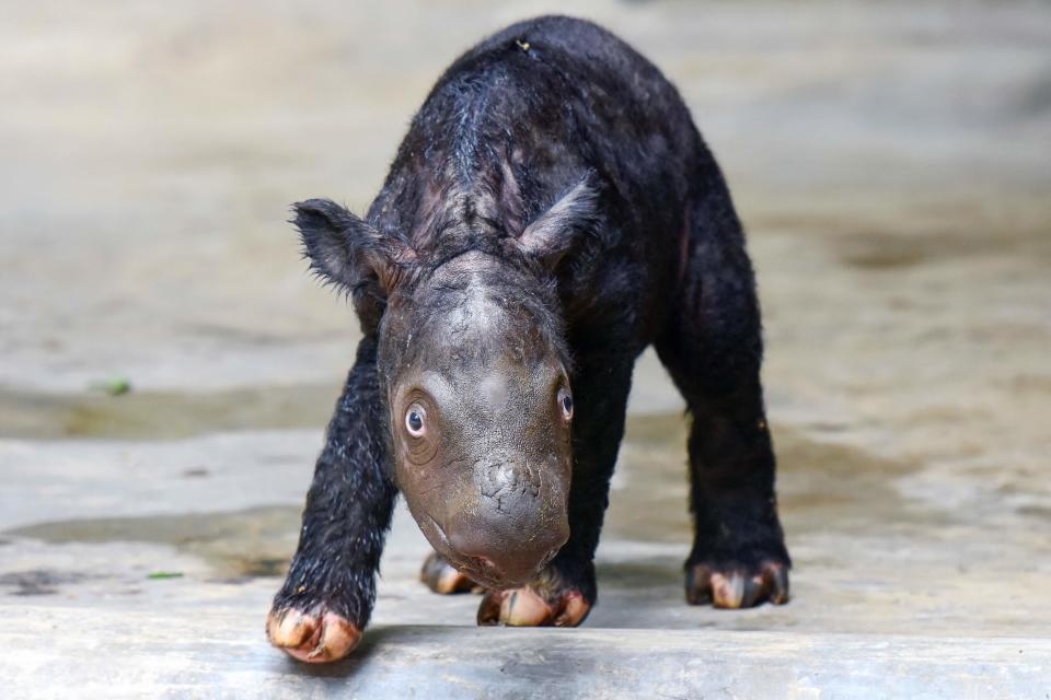November 26, 2023: 2-day-old Sumatran rhino calf who was born to 7-year-old female rhino Delilah is seen at the Sumatran rhino sanctuary, Way Kambas National Park, in Lampung province.