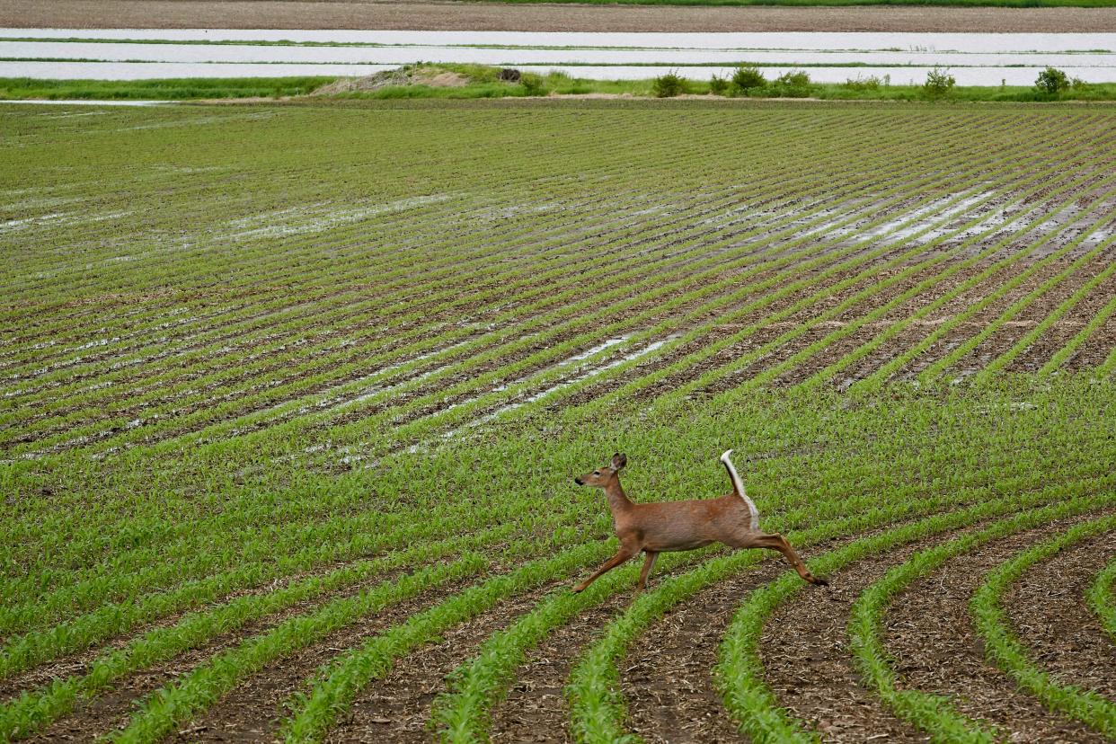A deer runs through a field that is partially flooded near Anderson, Iowa.