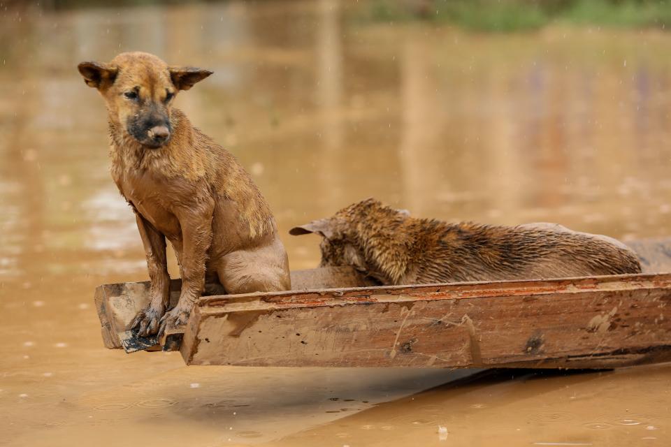 <p>Two dogs ride a small boat in the flooded areas in Sanamxai, Attapeu province, on July 26, 2018. (Photo: Kao Nguyen/AFP/Getty Images) </p>