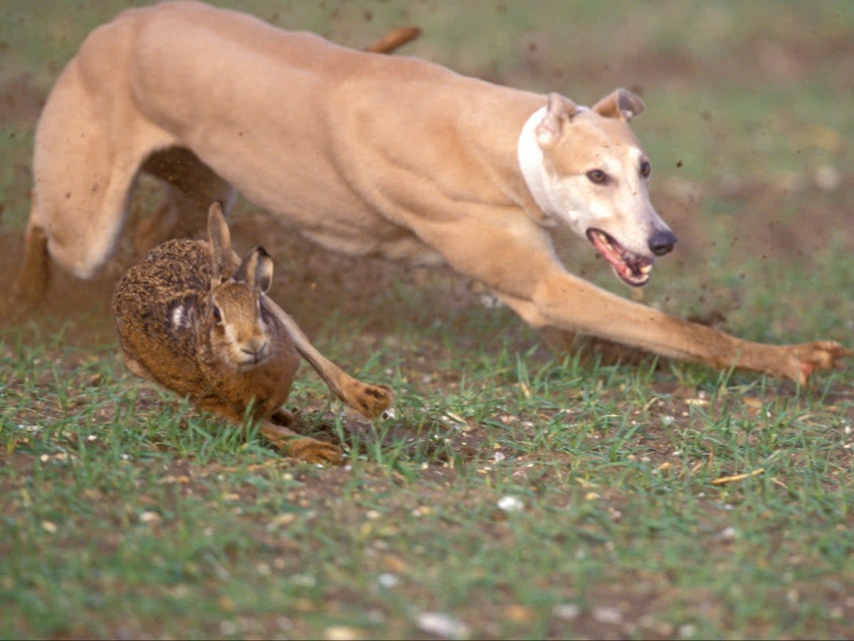 Hare coursing was banned in the UK in 2004, but illegal events are still held regularly (Getty)