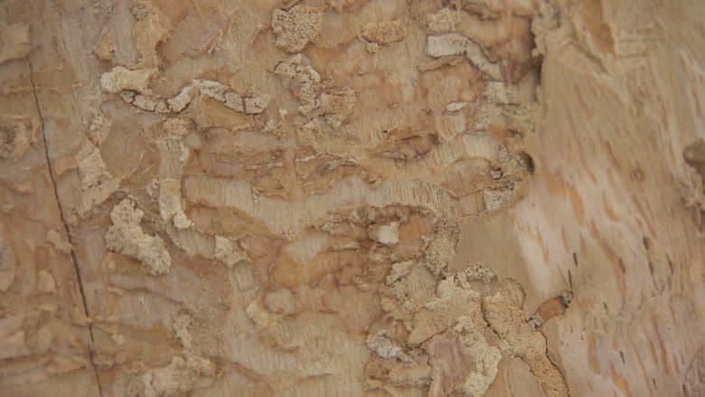 It's alive: Crews find 1st emerald borer beetle baby in Winnipeg ash tree