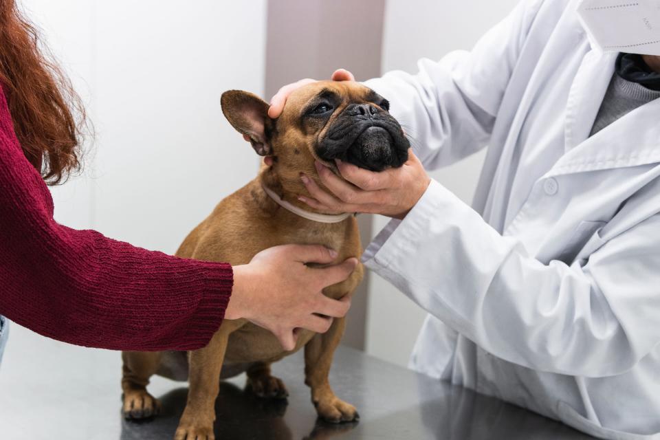 A French bulldog being examined by a vet.