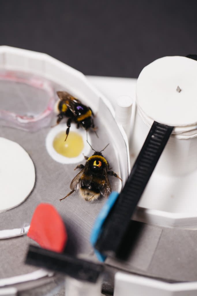 一隻經過訓練的示範大黃蜂，與一隻必須學會完整解決方案的觀察者大黃蜂一起，檢查一個封閉的益智盒上無法直接接觸的目標。 （圖片來源：倫敦瑪麗女王大學）