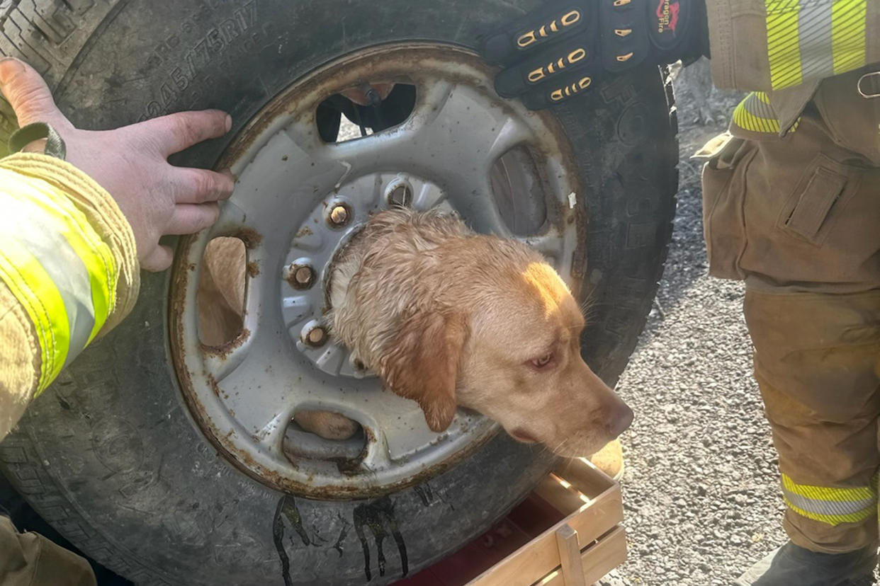 Photos of Daisy's head stuck in the wheel.