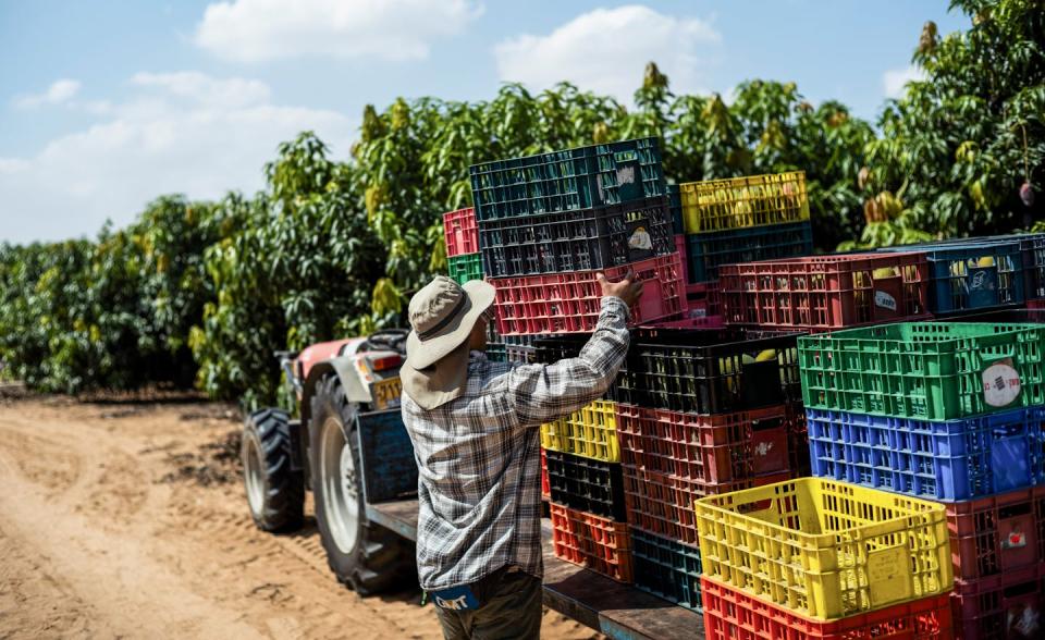 A man in a hat handles crates being loaded onto the back of a tractor.