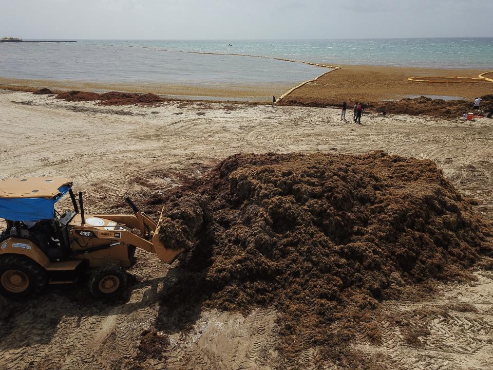 SOLIDARIDAD, QUINTANA ROO, 12JULIO2019.- Toneladas de sargazo son retiradas diariamente en Playa del Carmen, uno de los destinos turísticos que más afectados se han visto con este fenómeno natural. Trabajadores realizan la labor desde las seis de la mañana y hasta por doce horas. Retiran el alga con azadones y no se utiliza maquinaria pesada para erosionar lo menos posible la playa. FOTO: ISAAC ESQUIVEL /CUARTOSCURO.CON