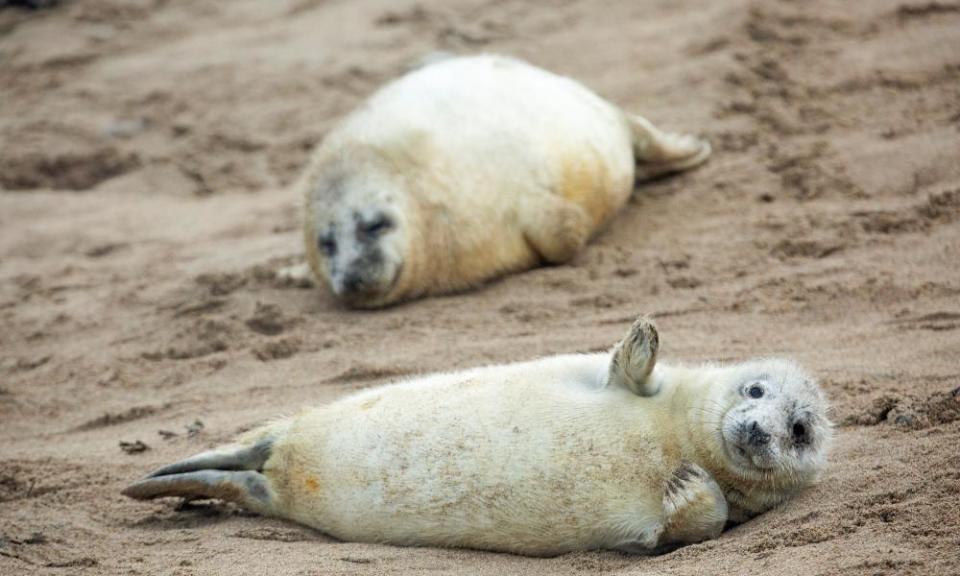 Grey seals in the Farne Islands.