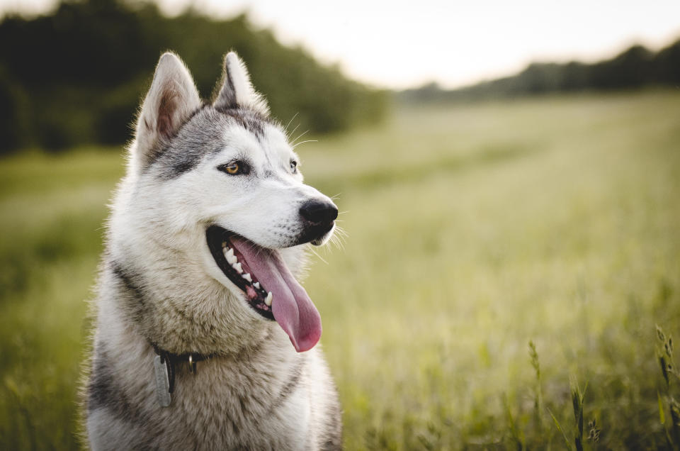 Husky (Getty Images/500px)