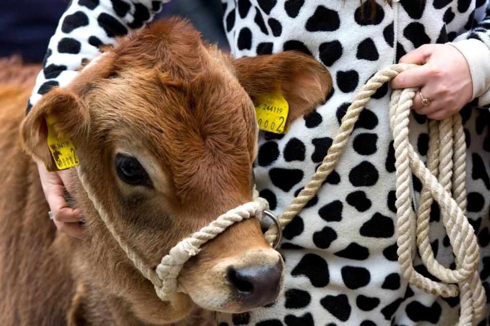 Para 2050 se calcula que China habrá triplicado el consumo actual de leche. (Foto: Ben Pruchnie/Getty Images)